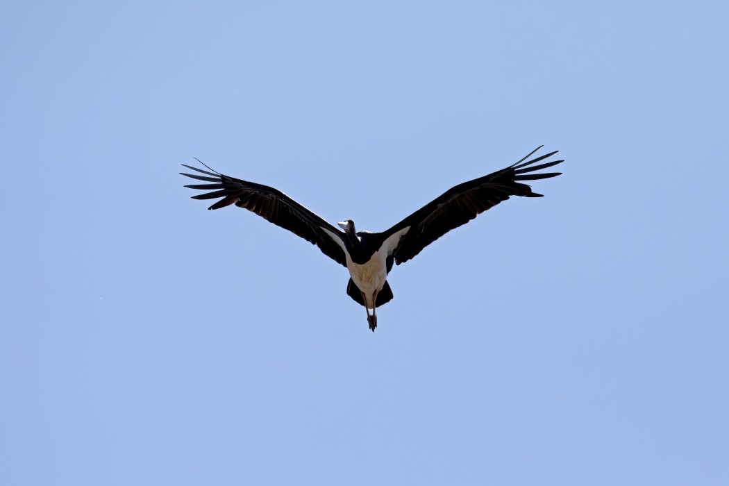 Black Stork