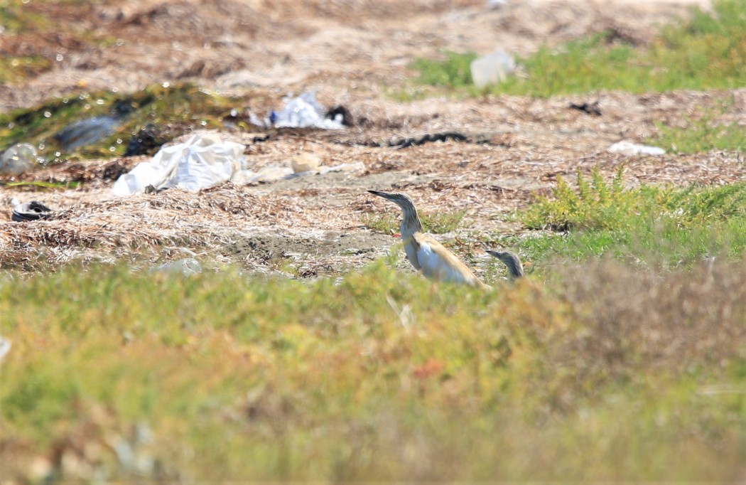 Squacco Heron