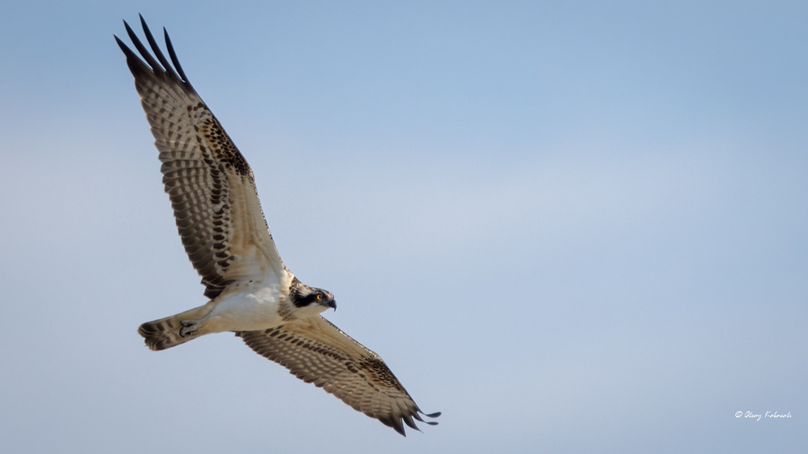 Osprey