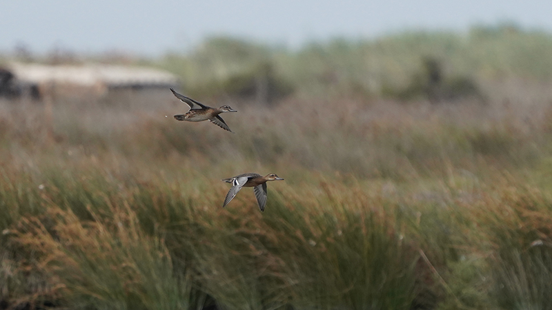 Garganey