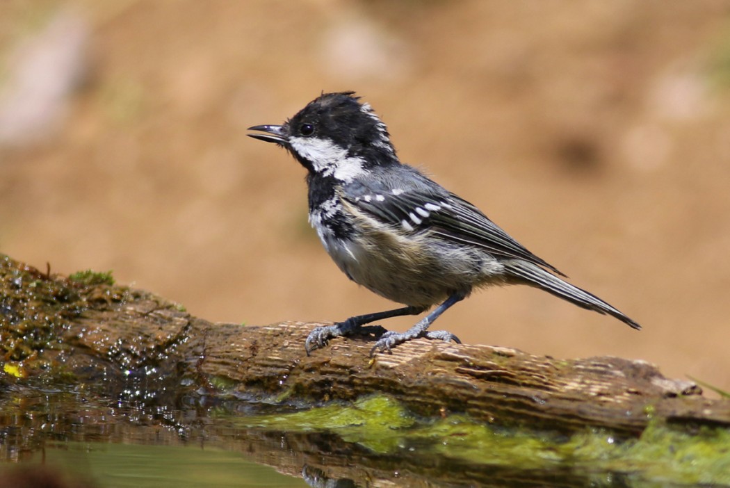 Coal Tit