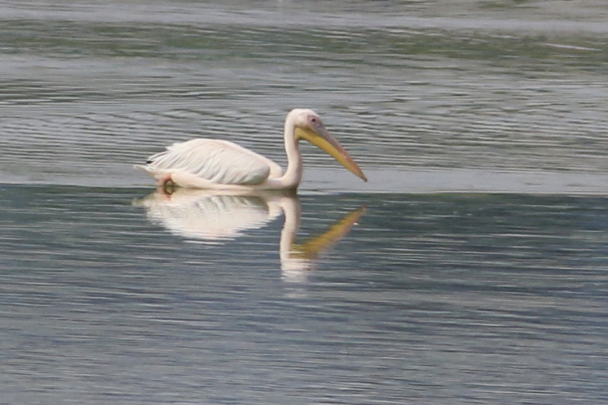Great White Pelican