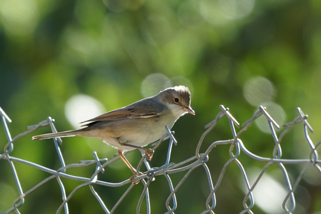 Common Whitethroat
