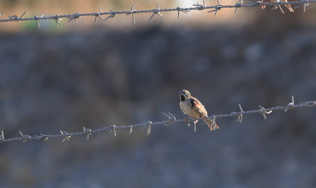 Dead Sea Sparrow