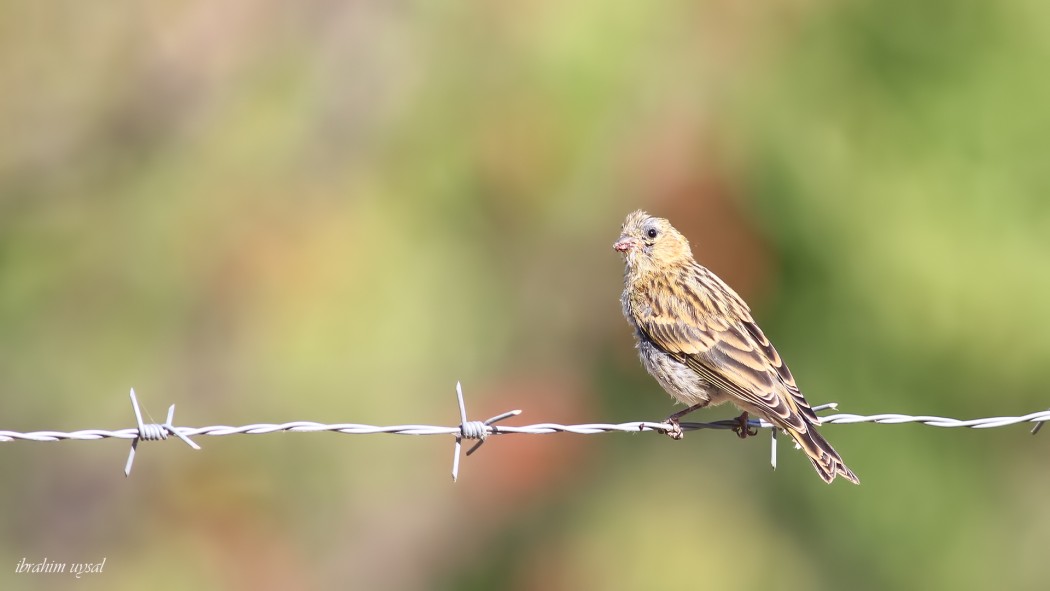 European Serin