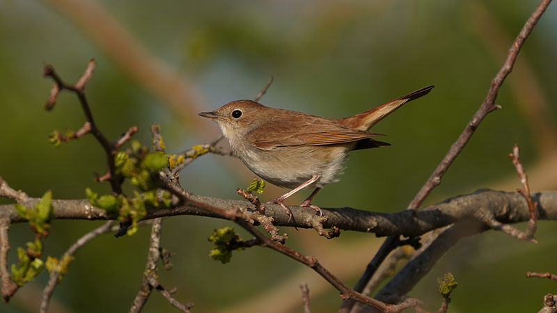 Common Nightingale