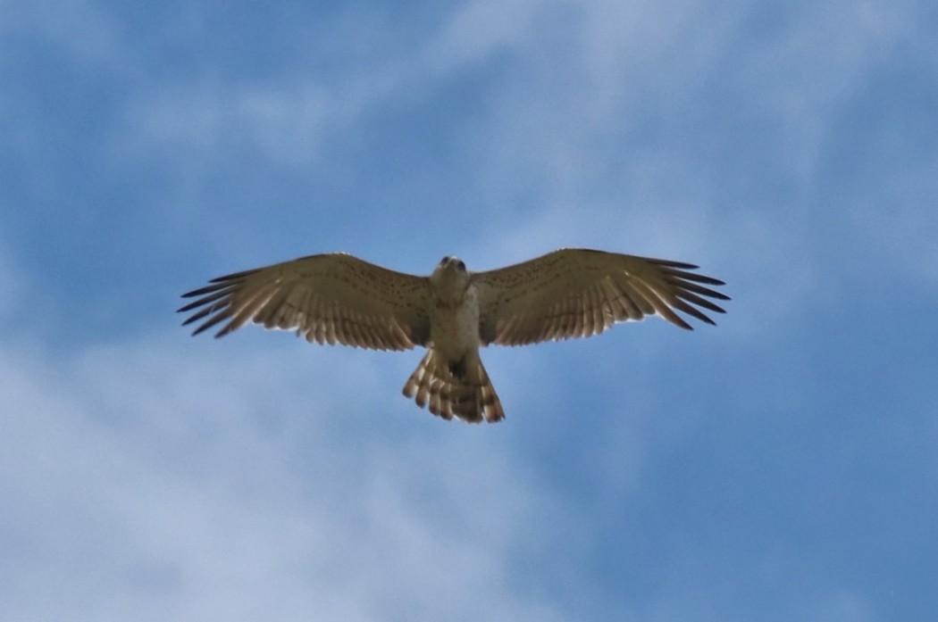 Short-toed Snake Eagle