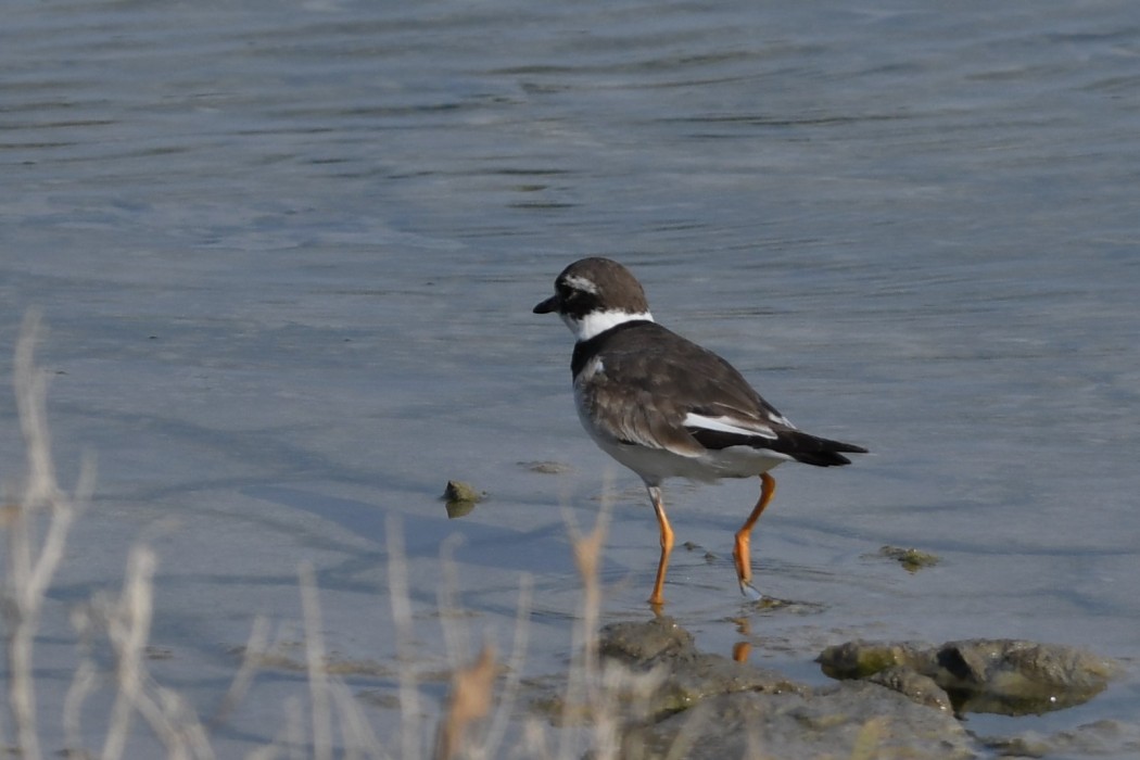 Common Ringed Plover
