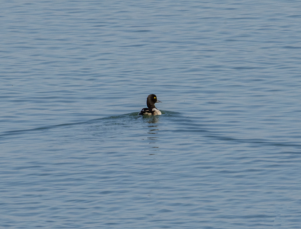 Tufted Duck