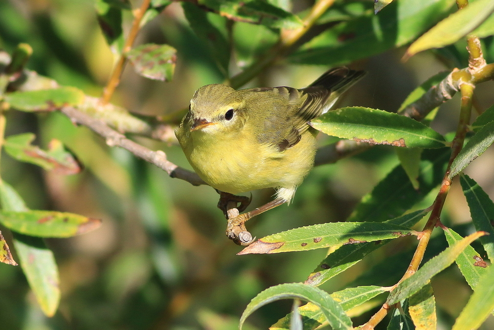 Willow Warbler