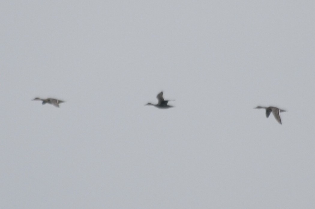 Northern Pintail