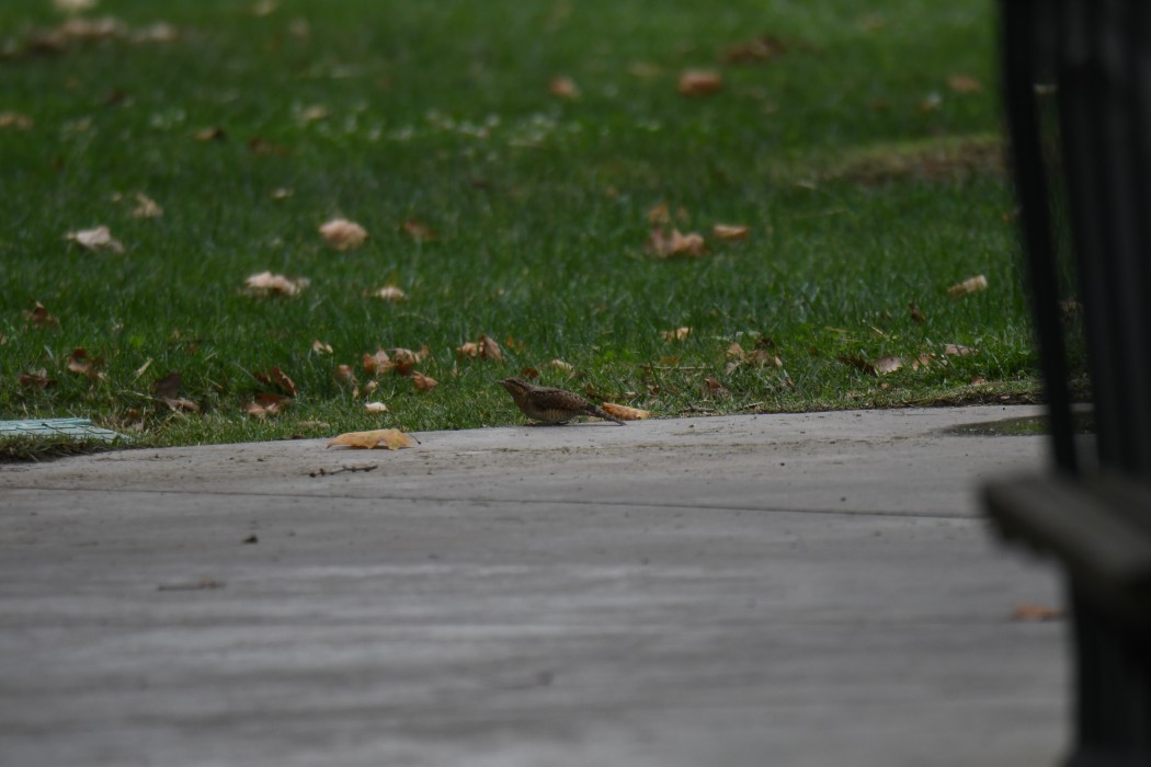 Eurasian Wryneck