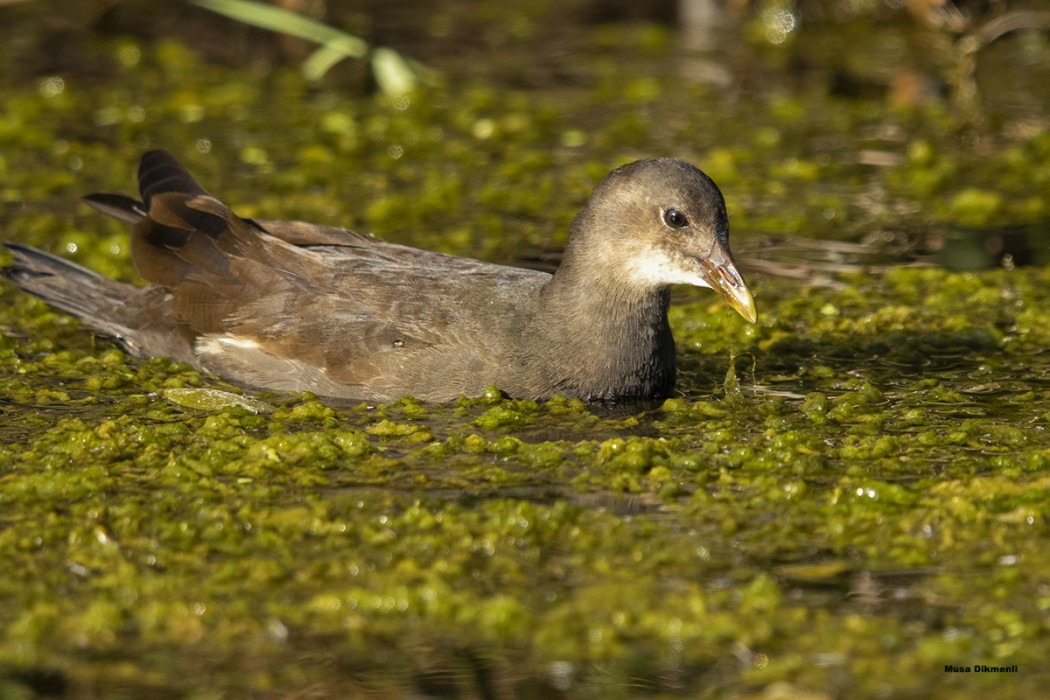 Common Moorhen