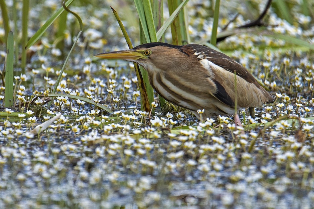 Little Bittern