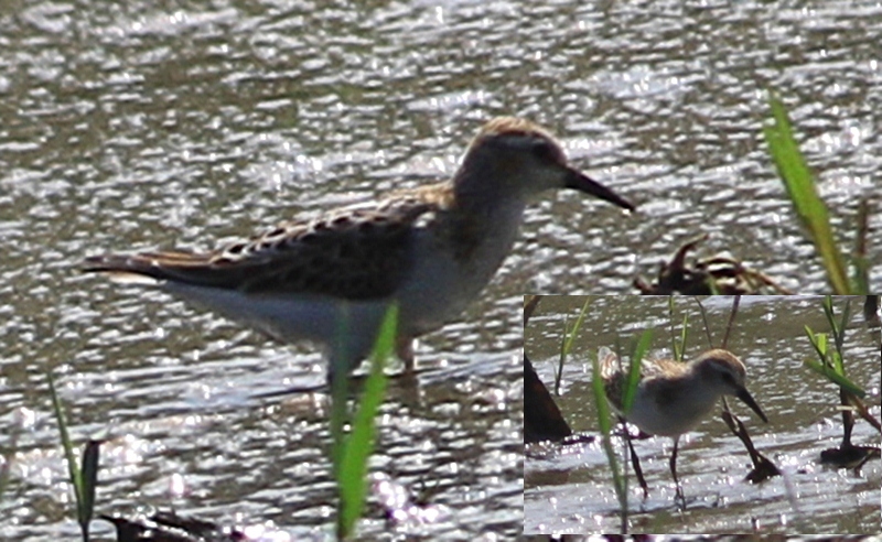 Little Stint