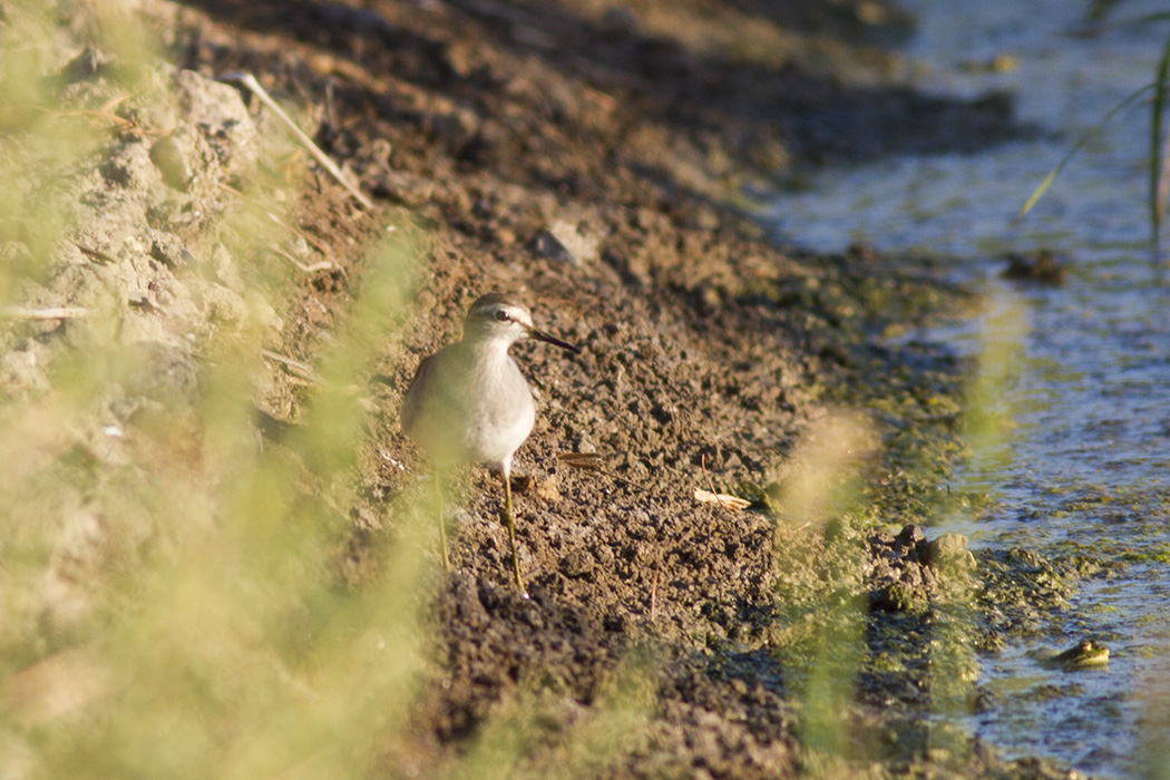 Wood Sandpiper