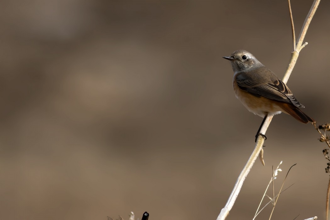 Common Redstart