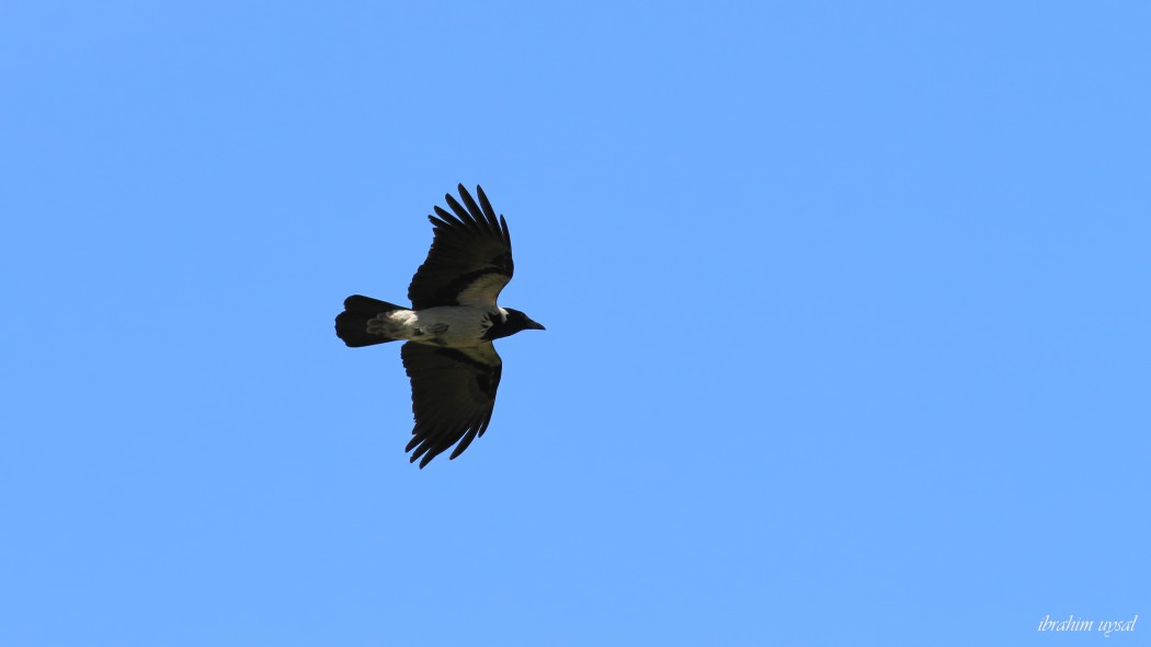Hooded Crow
