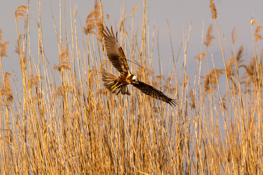 Western Marsh Harrier