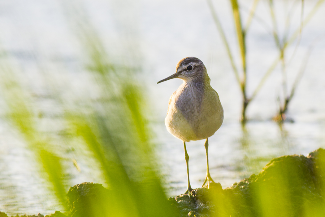 Wood Sandpiper