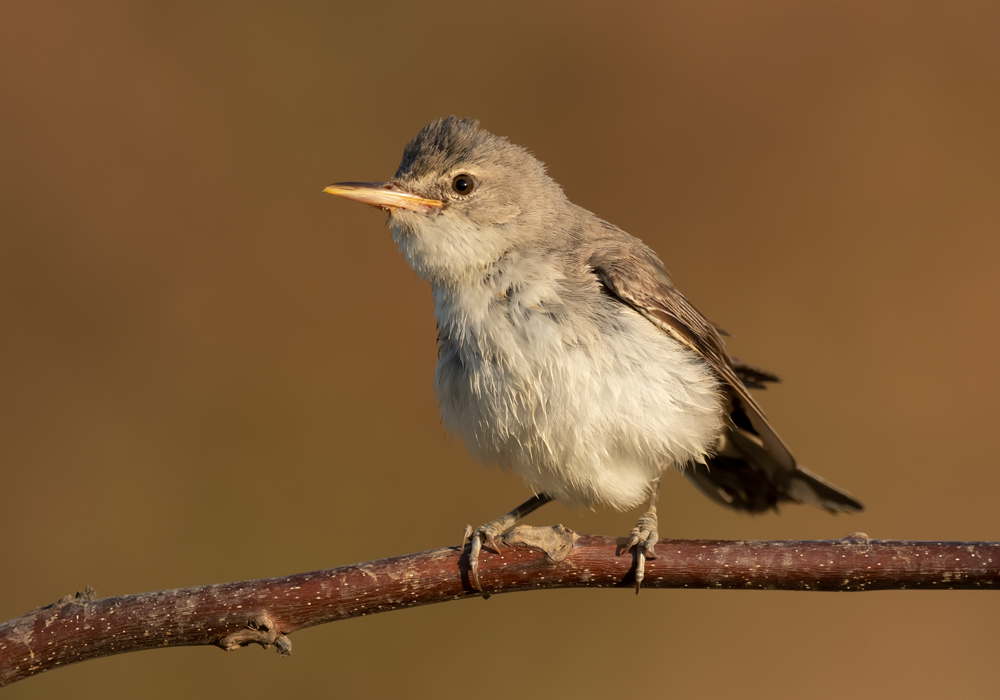 Olive-tree Warbler