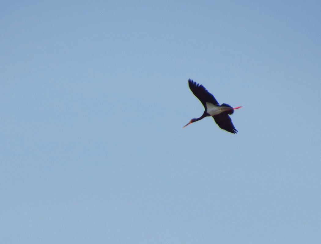 Black Stork