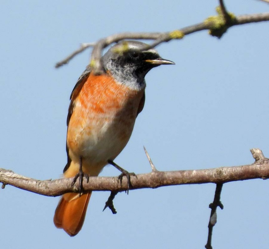 Common Redstart