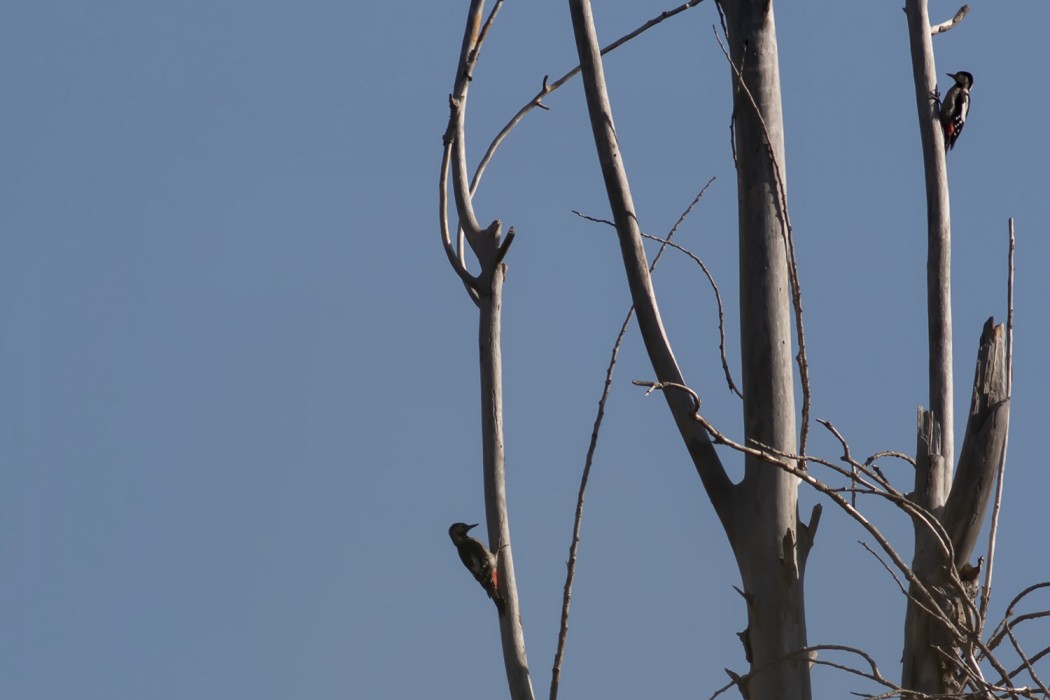 Syrian Woodpecker