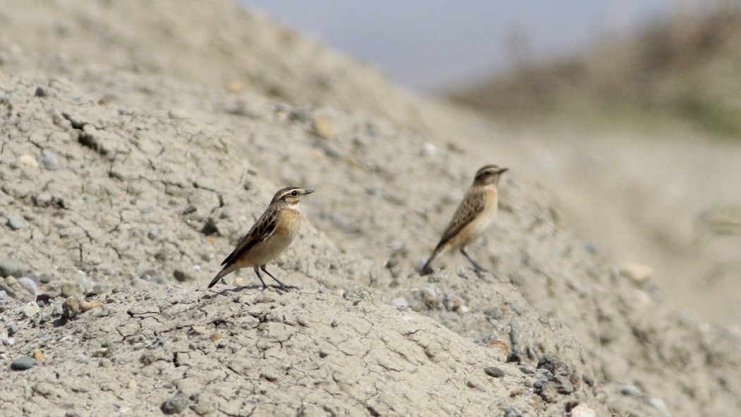 Whinchat
