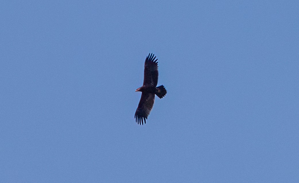 Steppe Eagle