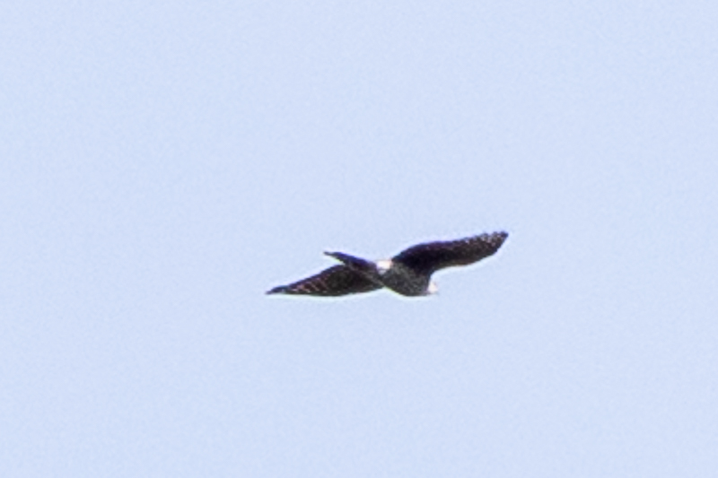 Eurasian Goshawk