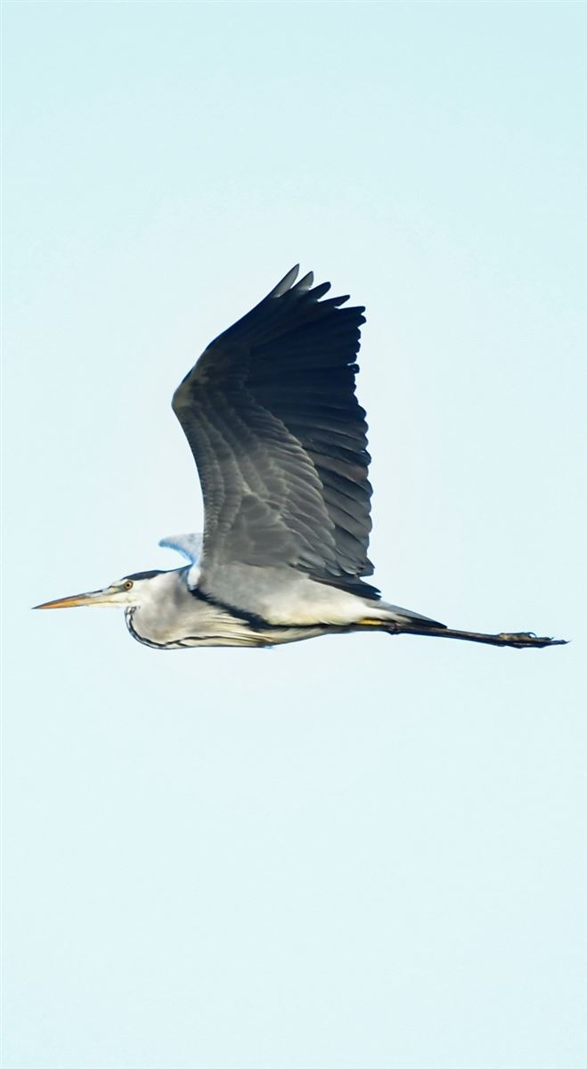 Grey Heron