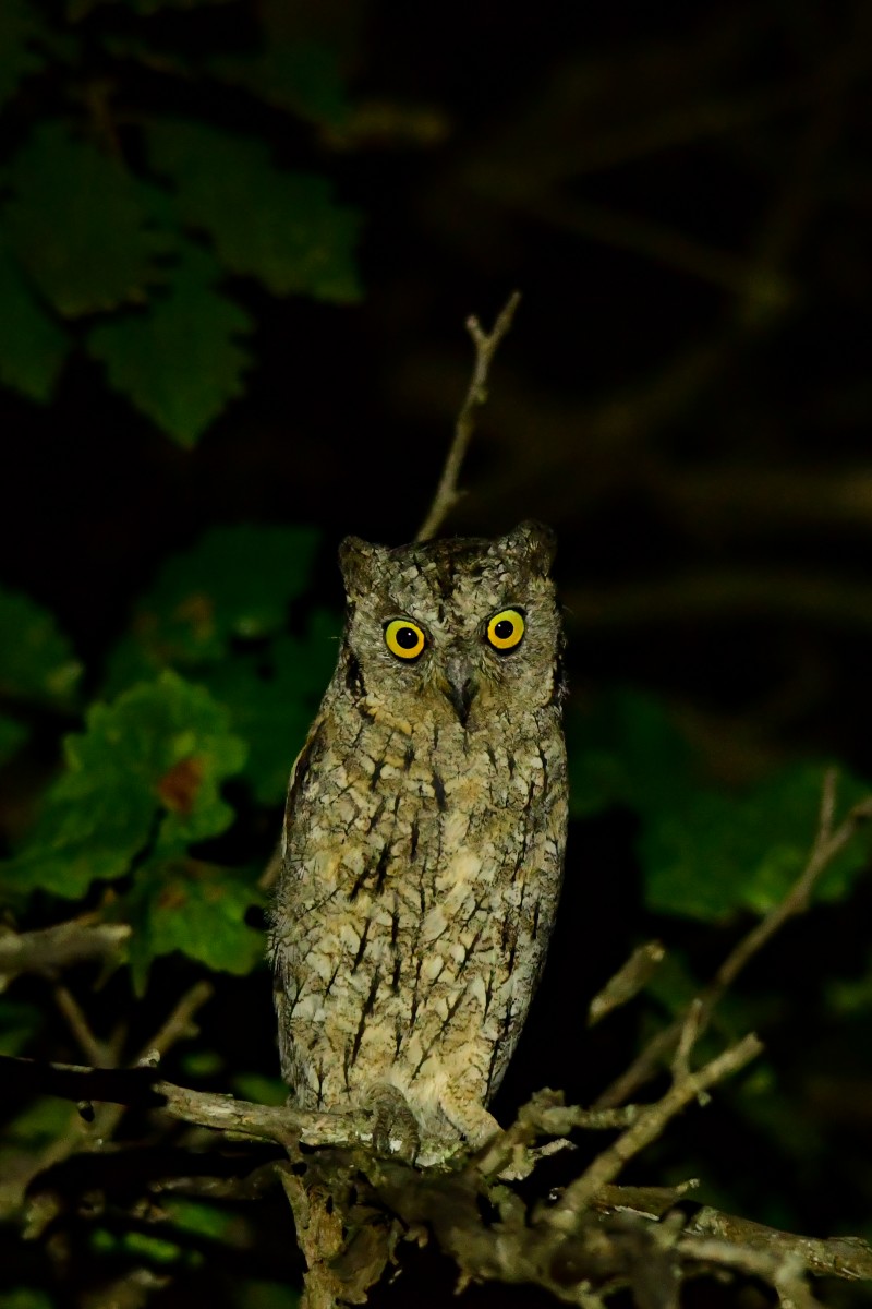 Eurasian Scops Owl