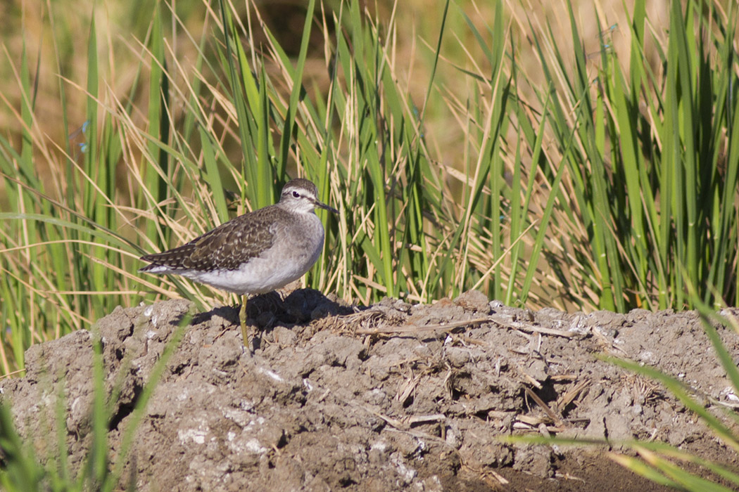 Wood Sandpiper