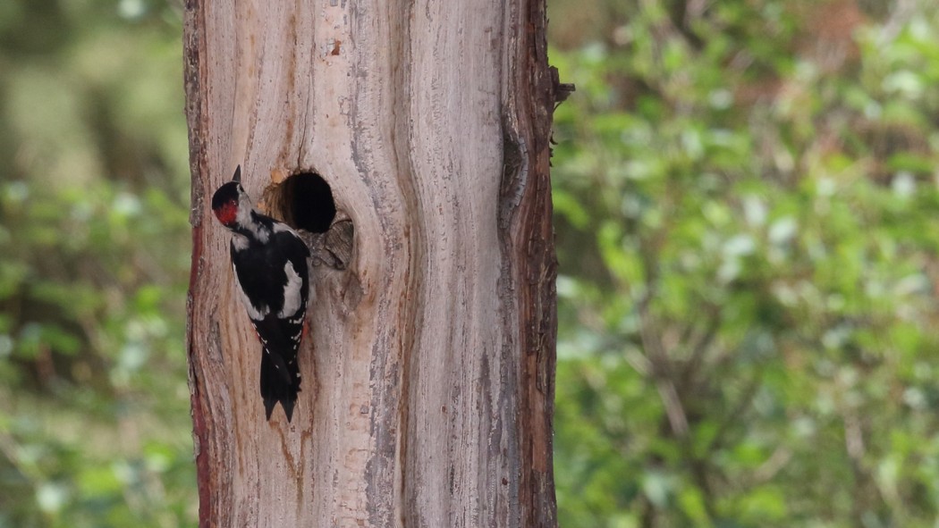 Syrian Woodpecker
