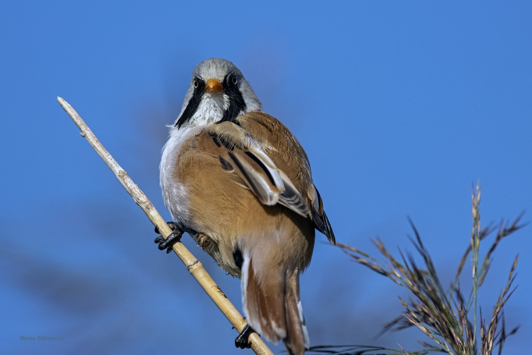 Bearded Reedling