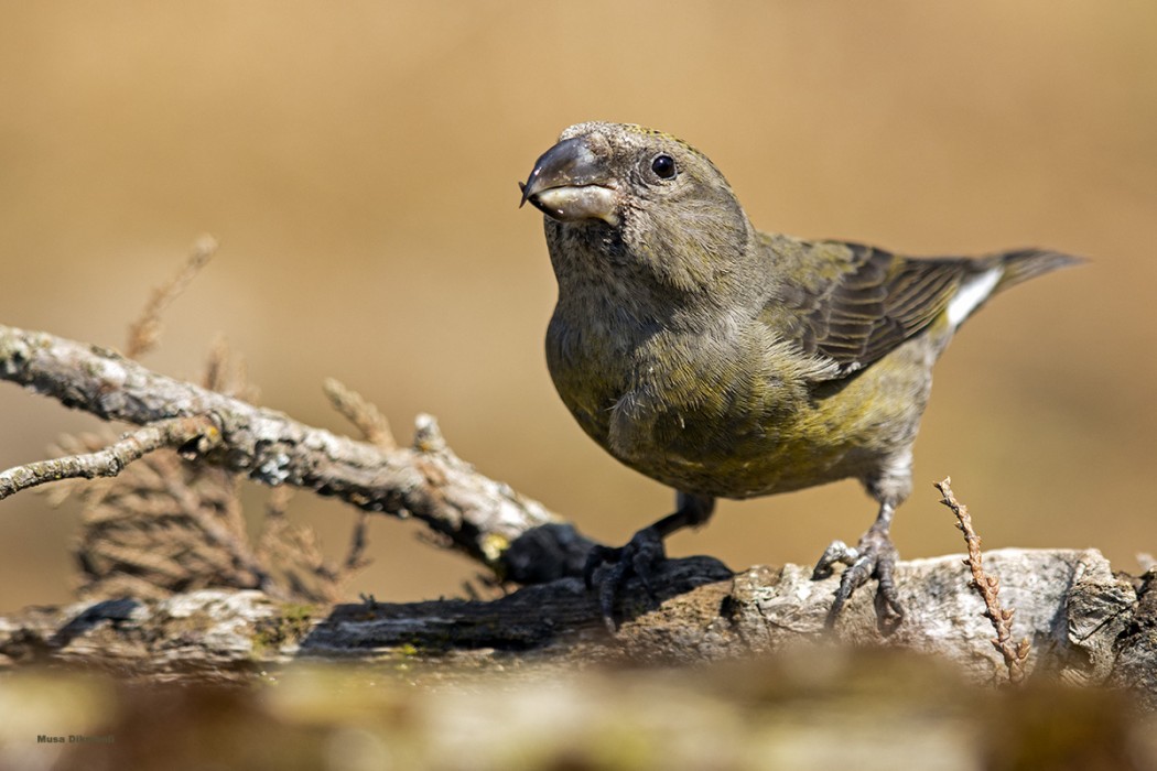 Red Crossbill