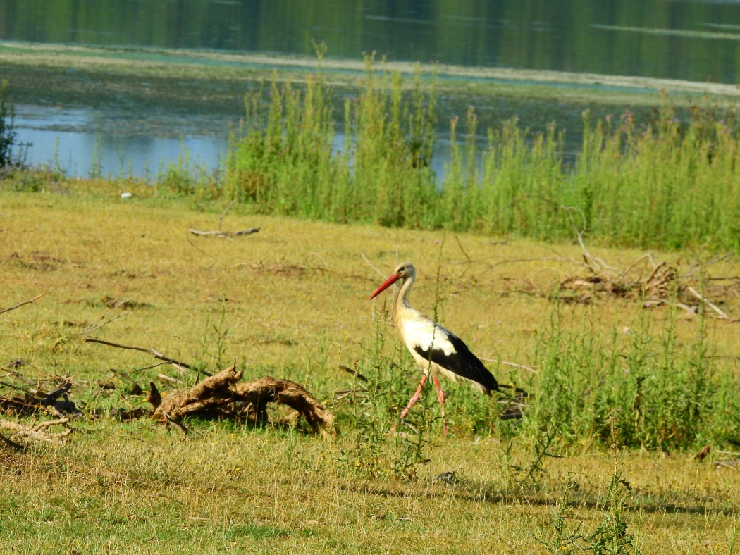 White Stork