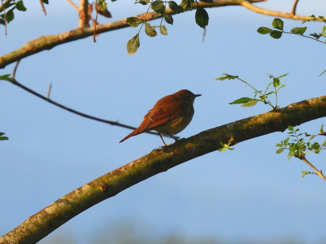 Common Nightingale