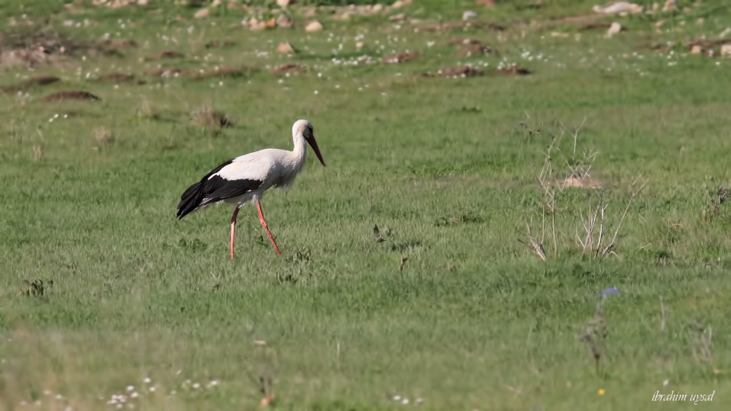 White Stork