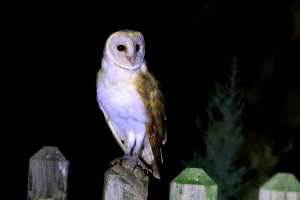 Western Barn Owl