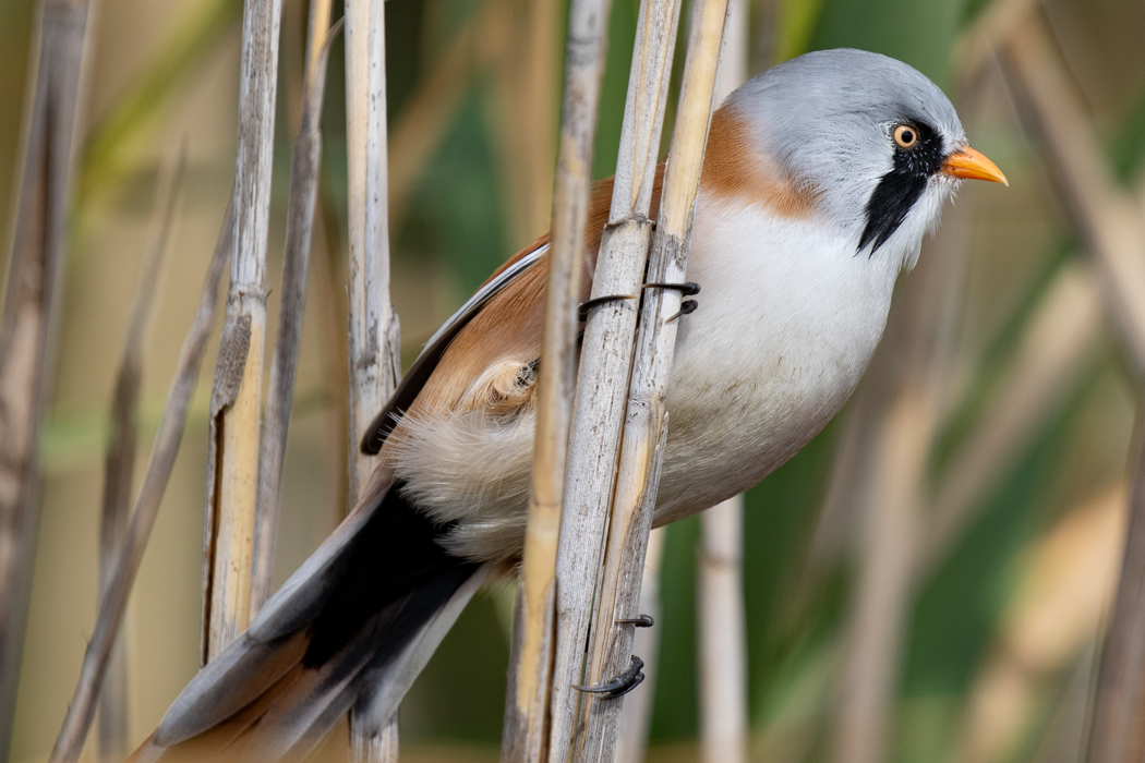 Bearded Reedling