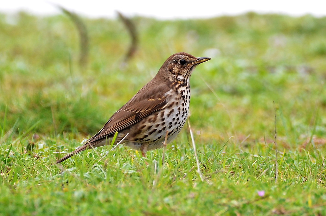 Song Thrush