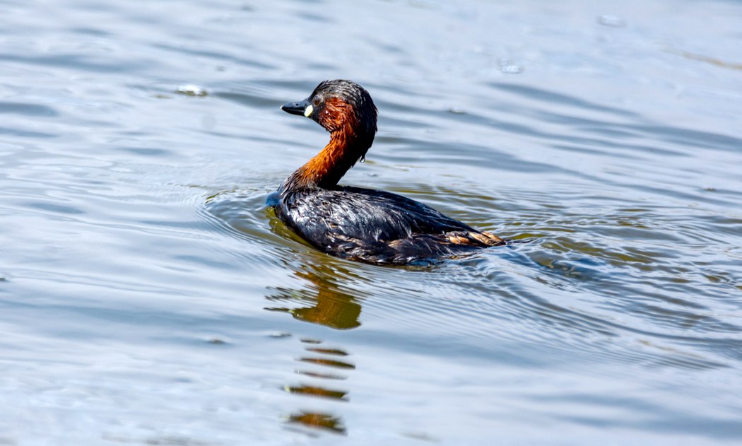 Little Grebe