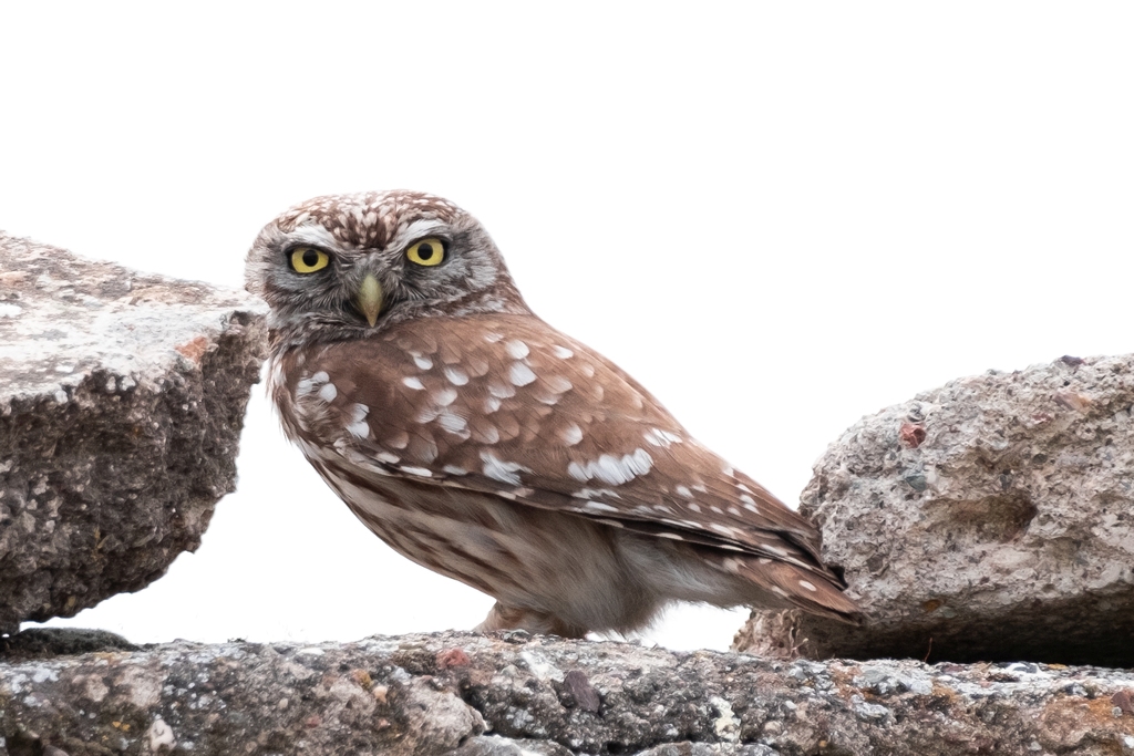 Little Owl