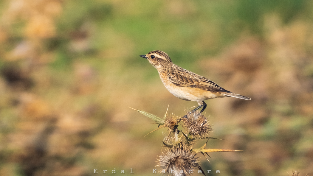 Whinchat