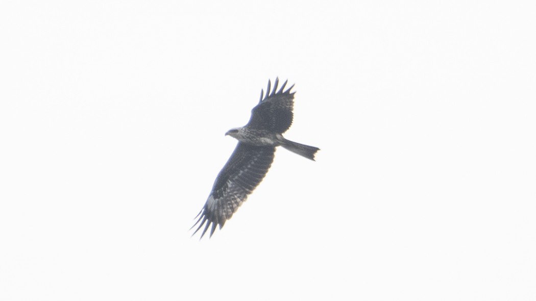 Black Kite