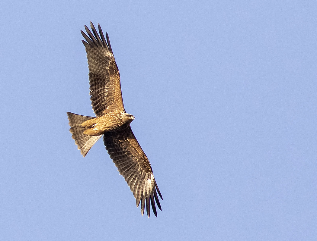 Black Kite
