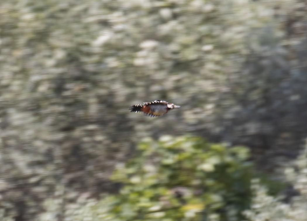 Syrian Woodpecker