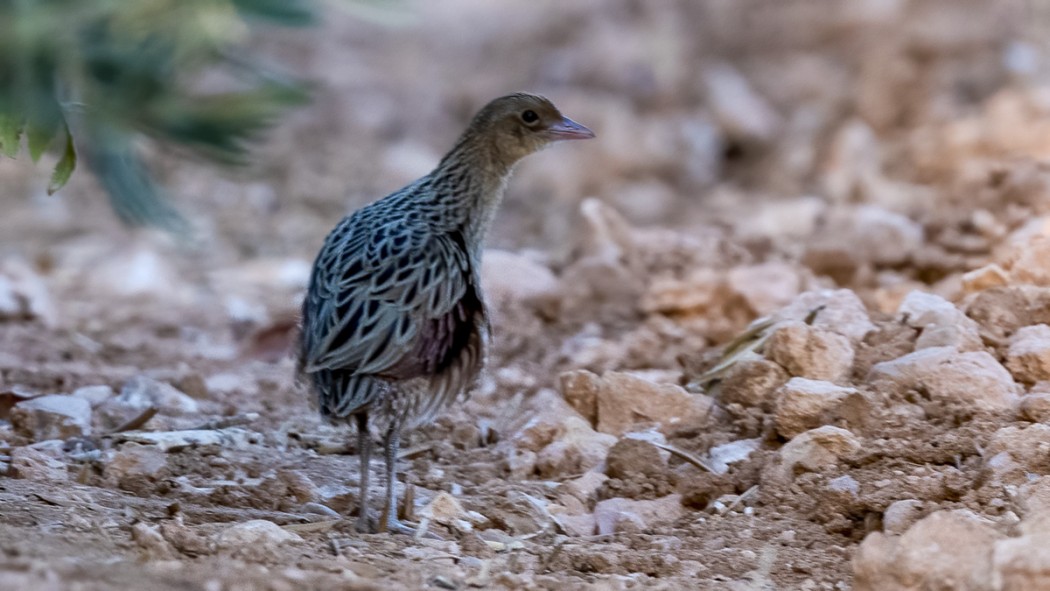 Corn Crake